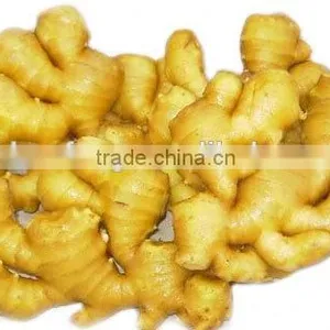 Young Fresh Ginger for Sale thumbnail-5
