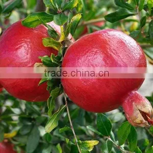 Fresh Pomegranate Sweet and Red Fruits thumbnail-5
