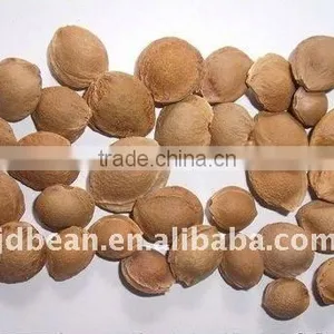 Chinese Common Bitter Apricot Kernels(GF4) thumbnail-1