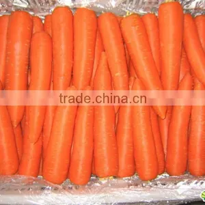 2013 New Crop Fresh Red Carrot thumbnail-1