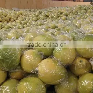 Late Honey Pomelo thumbnail-5