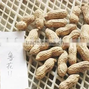 Selling Peanut Kernel thumbnail-1