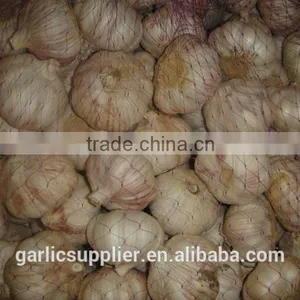 Fresh Garlic New Crop thumbnail-5