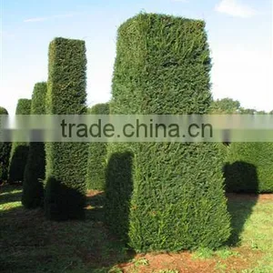 Taxus Baccata Dried Leaves thumbnail-1