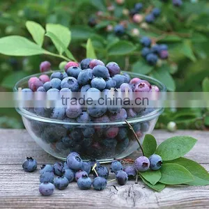 Sell High Quality Bilberry Extract thumbnail-1