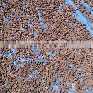 VietNam Cardamom thumbnail-2