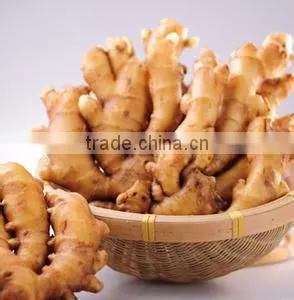 New 2016 Fresh Ginger for Overseas From Shandong thumbnail-1