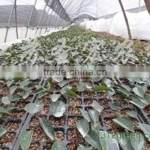 72 Cell, 128 Cell, Cell Seed Germination Tray thumbnail-1