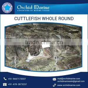 Hygienically Packed Cuttlefish Whole Round With No Added Preservatives thumbnail-2