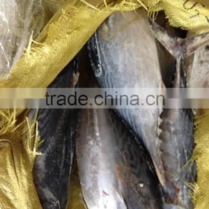 300-500g Frozen Bonito Tuna Fish thumbnail-1