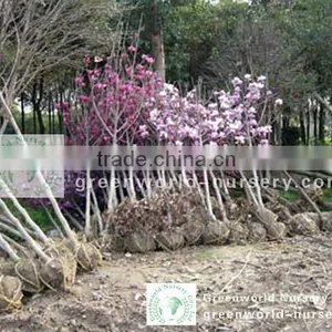 Magnolia Soulangeana Cold Hardy Trees thumbnail-1