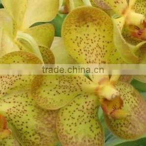Fresh Cut Orchids, Mokara Orchids, Fresh Cut Stem thumbnail-1