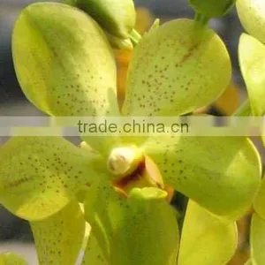Fresh Cut Orchids, Mokara Orchids, Fresh Cut Stem thumbnail-1