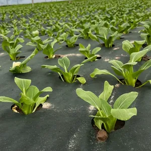 Permeable Weed Control Fabric Roll for Soil Protection and Moisture Retention thumbnail-2