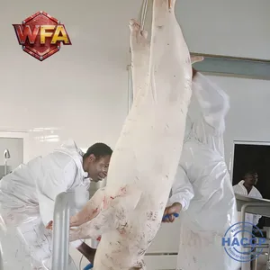 Customized Solution Pig Slaughterhouse Line Swine Abattoir Machine Hog Butcher Equipment Meat Processing Plant Machinery thumbnail-2