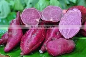 Organic Fresh Sweet Potatoes thumbnail-1
