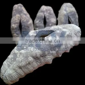 Dried Sea Cucumber, White Teat Fish, Holothuria Fuscogilva thumbnail-2
