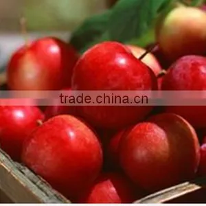 100% Pure Natural Polyphenol,phloretin,phloridzin Apple Extract thumbnail-1