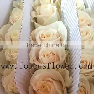 China Hot Sale Rose Cut Vendela Fresh Roses Cut Flowers From China thumbnail-1