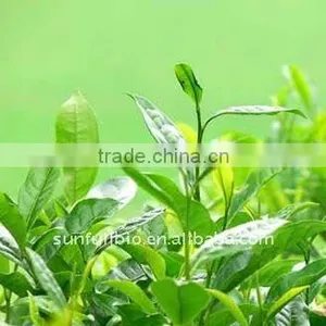 Green Tea Extracts 98% Polyphenols thumbnail-1