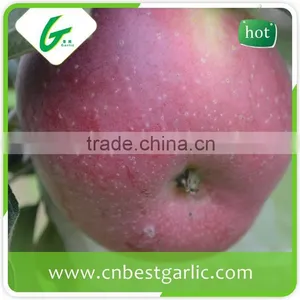 Fresh Good Taste Fuji Apple Exporter in China thumbnail-5