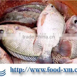 Cheap Frozen Fish Tilapia thumbnail-1