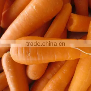 Export/ Supply Fresh China Carrot thumbnail-1