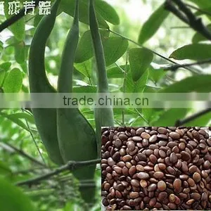 2015 Gleditsia Sinensis Lam Seeds For Growing thumbnail-3