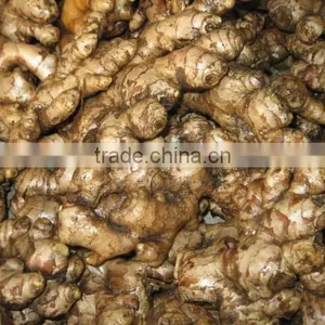 VIETNAMESE SUPPLIER OF DRIED SLICE GINGER BEST QUALITY thumbnail-4