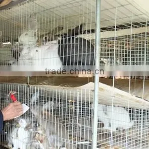 Top Promotion Double Rabbit Hutch For Sale thumbnail-4