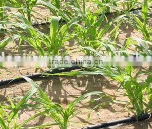PE Irrigation Pipe ,drip Pipe for Agriculture Irrigation thumbnail-6