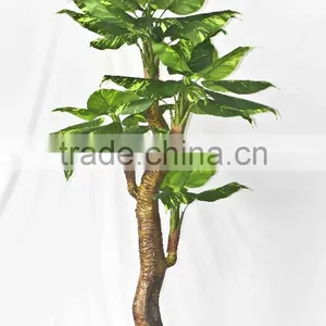 Supply Evergreen Bonsais thumbnail-5