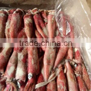 Loligo Squid Sale thumbnail-3