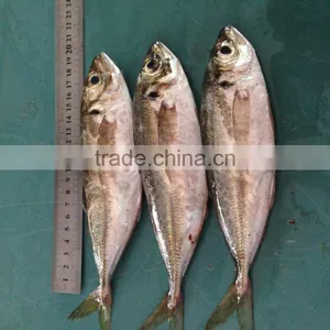 18CM China Made Frozen Horse Mackerel thumbnail-1