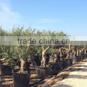 Olive Tree "Lechin"- Olea Europaea "Lechin" thumbnail-4