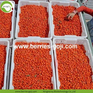 Factory Hot Sale Dried Himalayan Goji Berries thumbnail-4