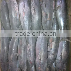 High Quality Seafood Frozen Fish Pacific Bonito Size 500 thumbnail-6