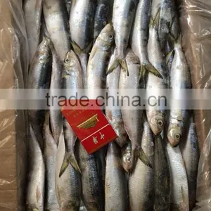 2015 Frozen Sardine wr for Fishing Bait 90-120pcs/ctn thumbnail-4