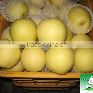 Hot Sale New Arrival Great Taste Fresh Pear for Sale/ New Season Asian Crystal Golden Pear thumbnail-1