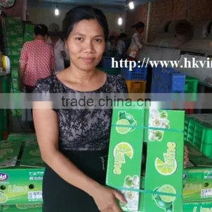 Fresh Lime / Lemon Vietnam thumbnail-4