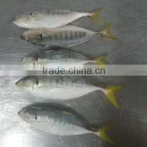 FROZEN YELLOW TAIL SCAD WHOLE ROUND thumbnail-1