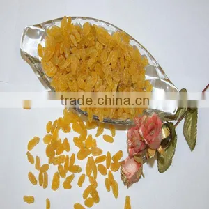 Chinese Sun Dry Gold Raisins, Hand Selected Quality thumbnail-1