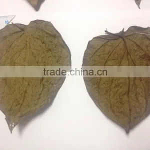 Dried Betel Leaf thumbnail-1