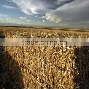Corn Straw thumbnail-1