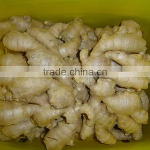 Good Quality Chinese Organic Ginger thumbnail-4