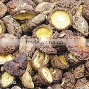 Good Quality 2015 Dried Morel Mushrooms/ Agaricus Bisporus thumbnail-1
