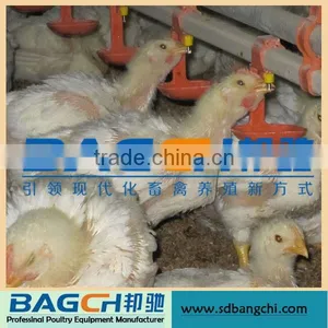 Shandong Controlled Poultry Feeders and Drinkers for Broiler House thumbnail-6