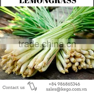 FRESH LEMONGRASS TO MAKE LEMONGRASS OIL WITH HIGH QUALITY thumbnail-1