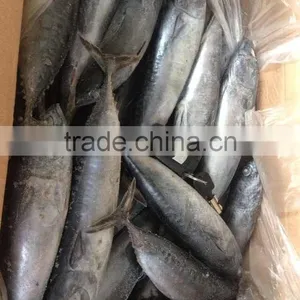 200-300G Frozen Bonito Tuna thumbnail-1