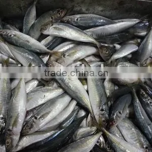 Frozen Horse Mackerel 16-18pcs thumbnail-1